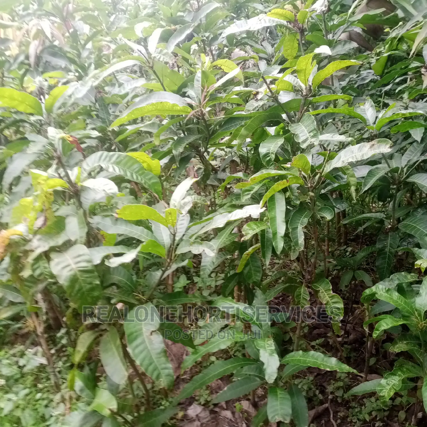 Home Fruit Seedlings