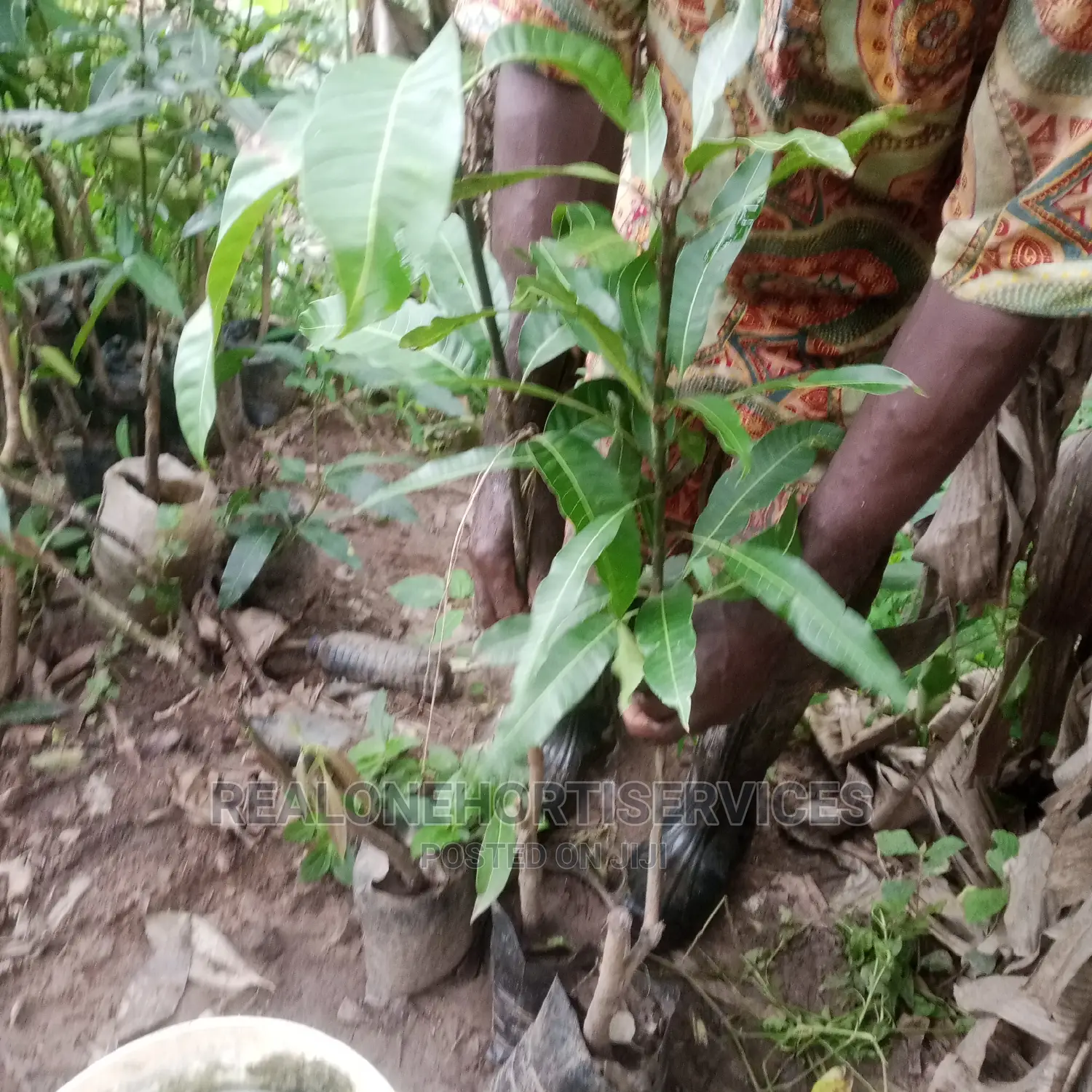 Home Fruit Seedlings