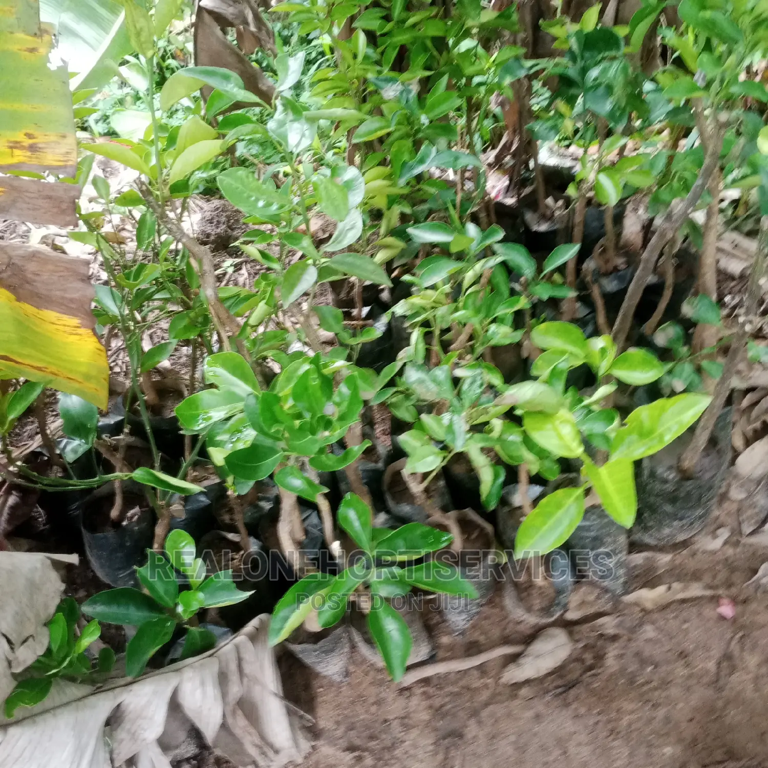 Home Fruit Seedlings