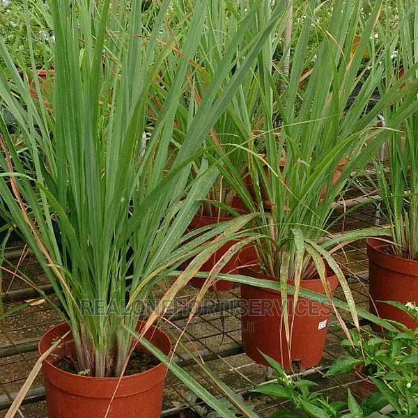 Home Fruit Seedlings