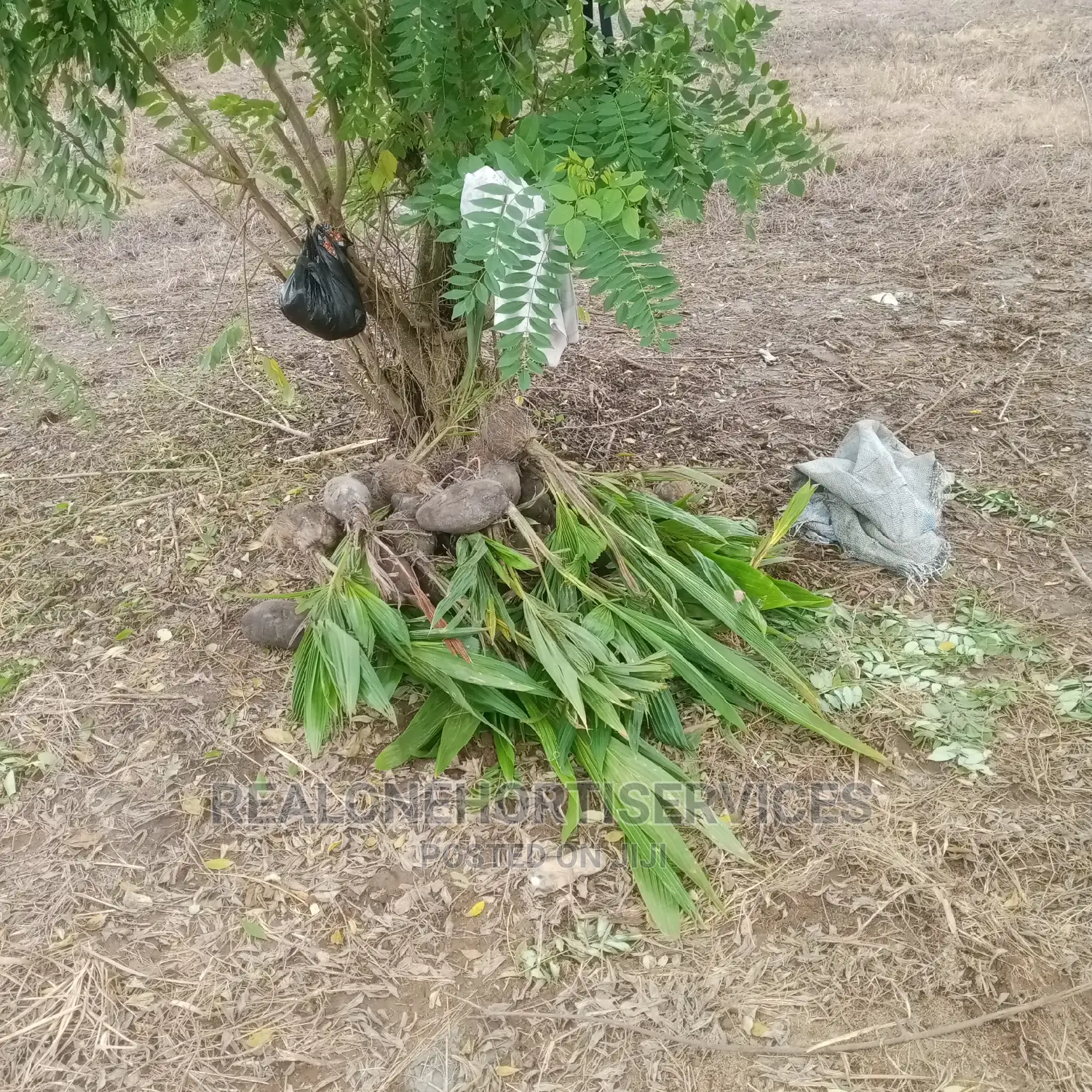 Home Fruit Seedlings