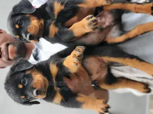 1-3 months Female Purebred Rottweiler