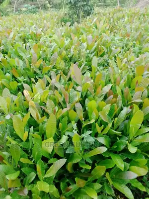 Hybrid Cashew Seedlings