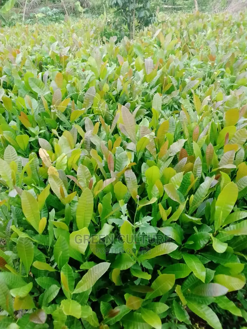 Hybrid Cashew Seedlings