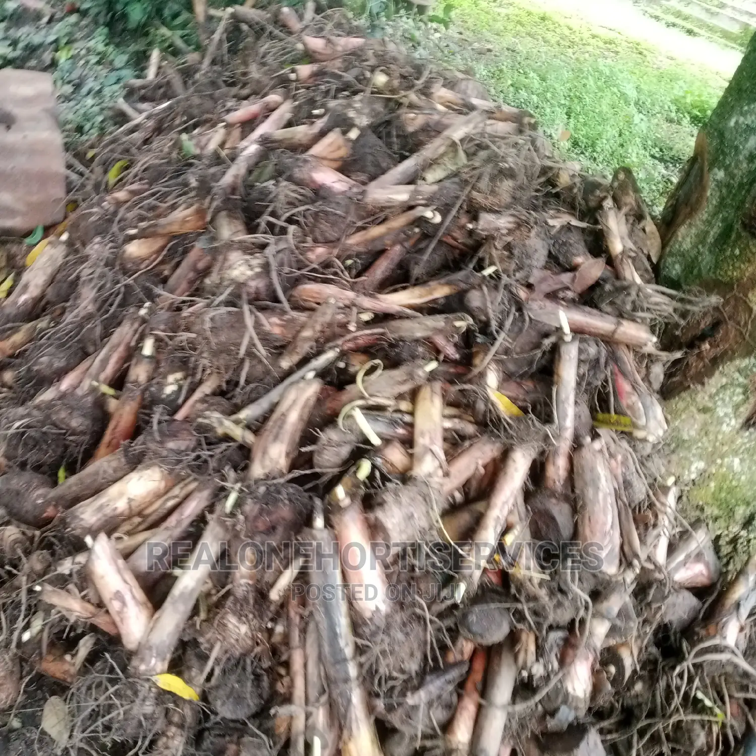 Giant Plantain Suckers