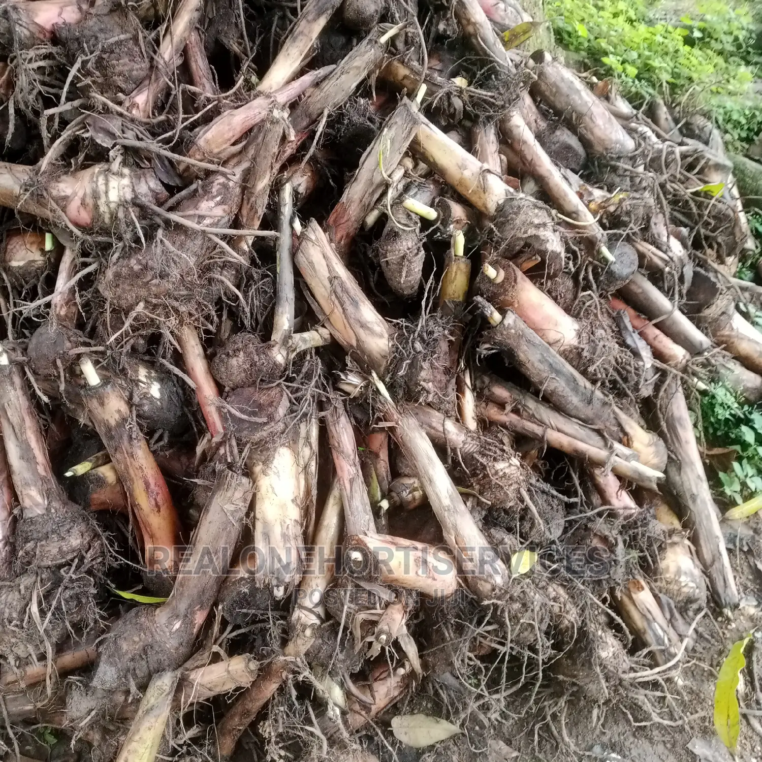 Giant Plantain Suckers