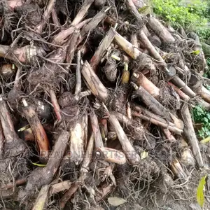 Giant Plantain Suckers