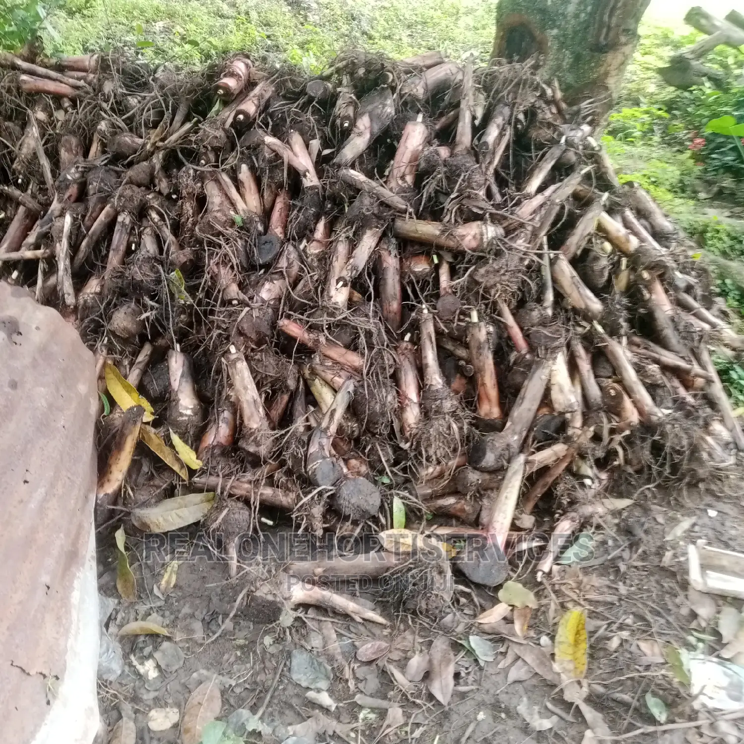 Giant Plantain Suckers
