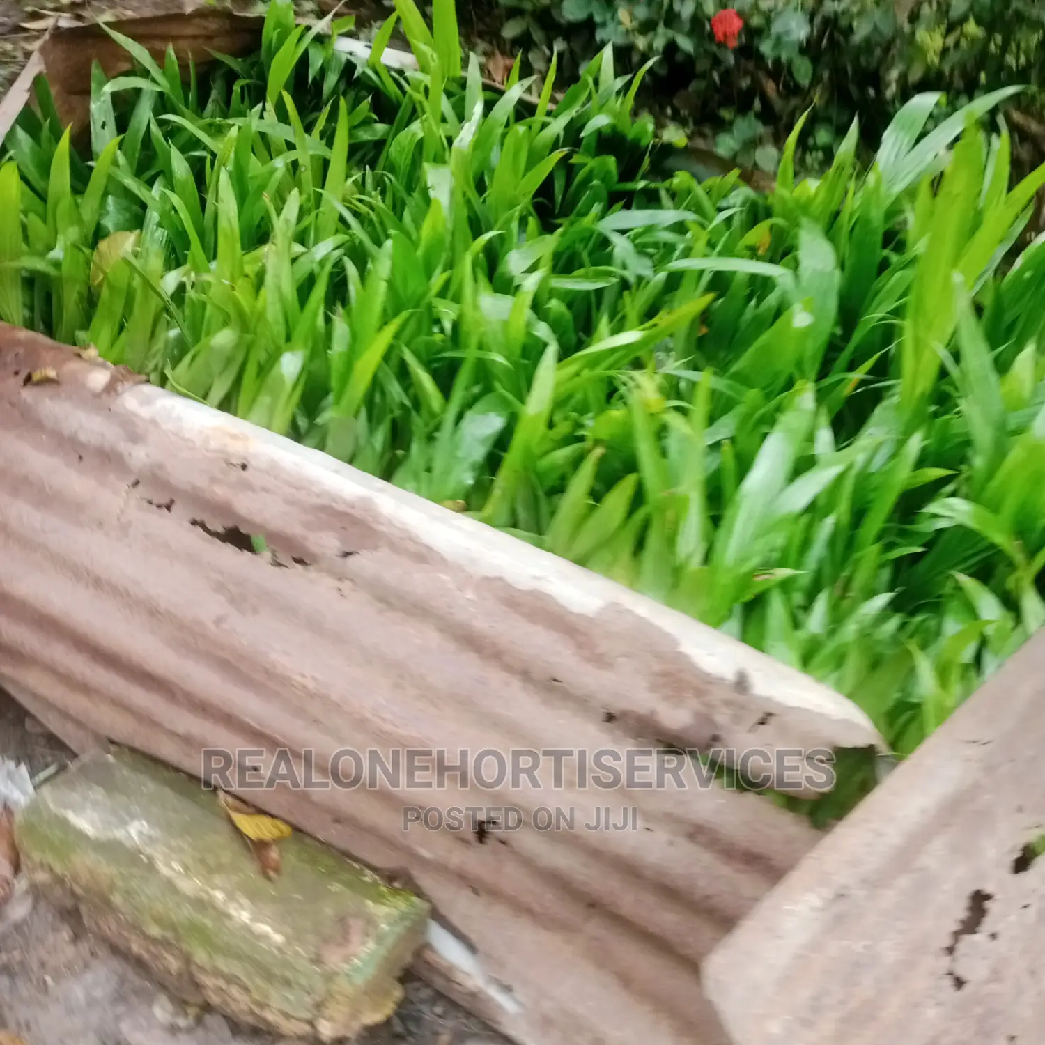 Giant Plantain Suckers
