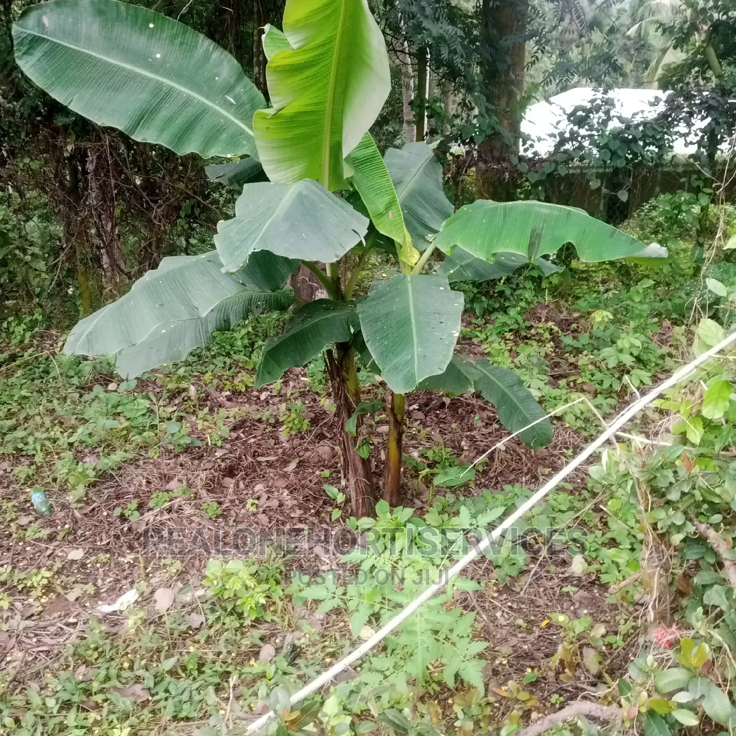 Giant Plantain Suckers