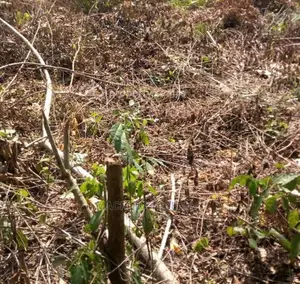 A Cornerpeice Land 958sqm With Demolishable Structure on It