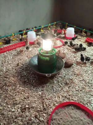 Brooding Gas Lantern