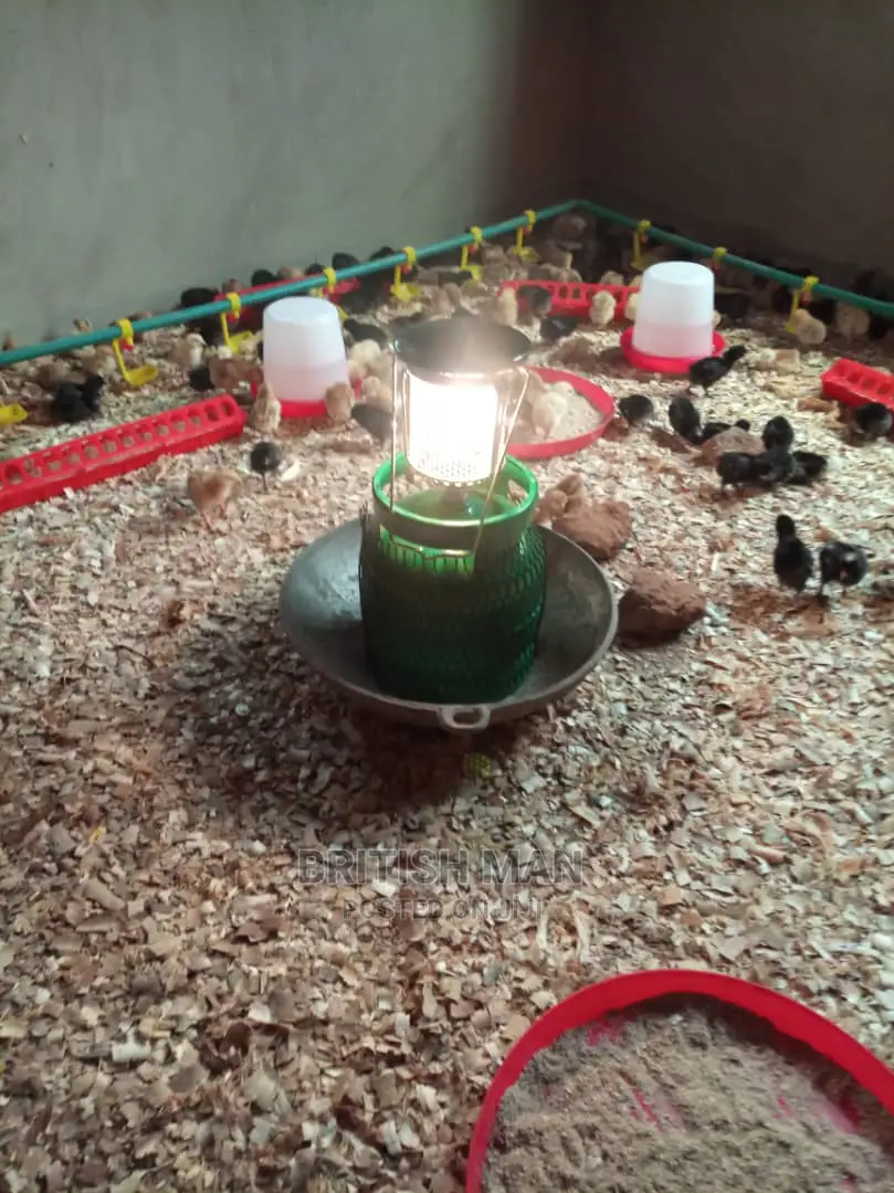Brooding Gas Lantern