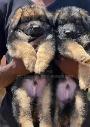 1-3 months Male Purebred German Shepherd