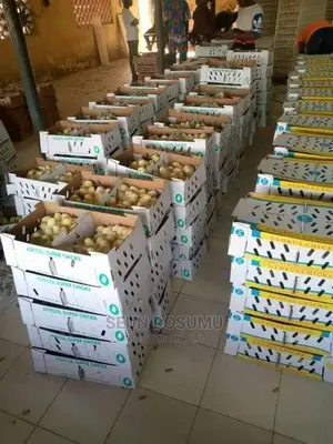 Day Old Chicks And Turkey Imported Local