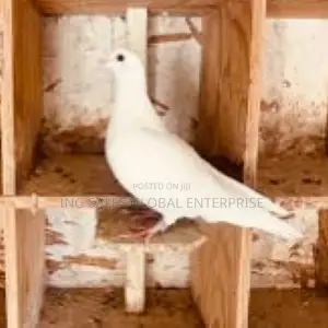 Full White Dove