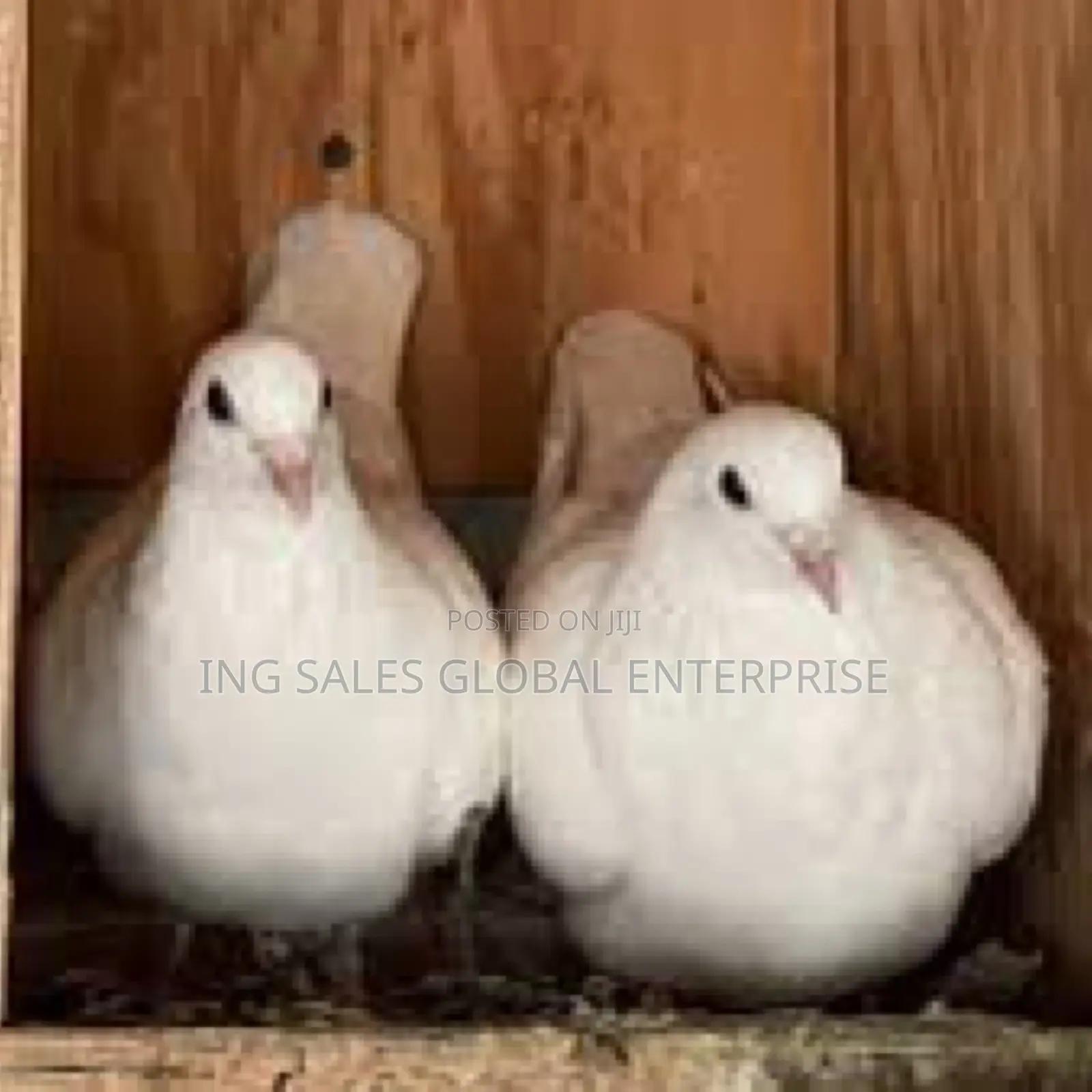 Full White Dove