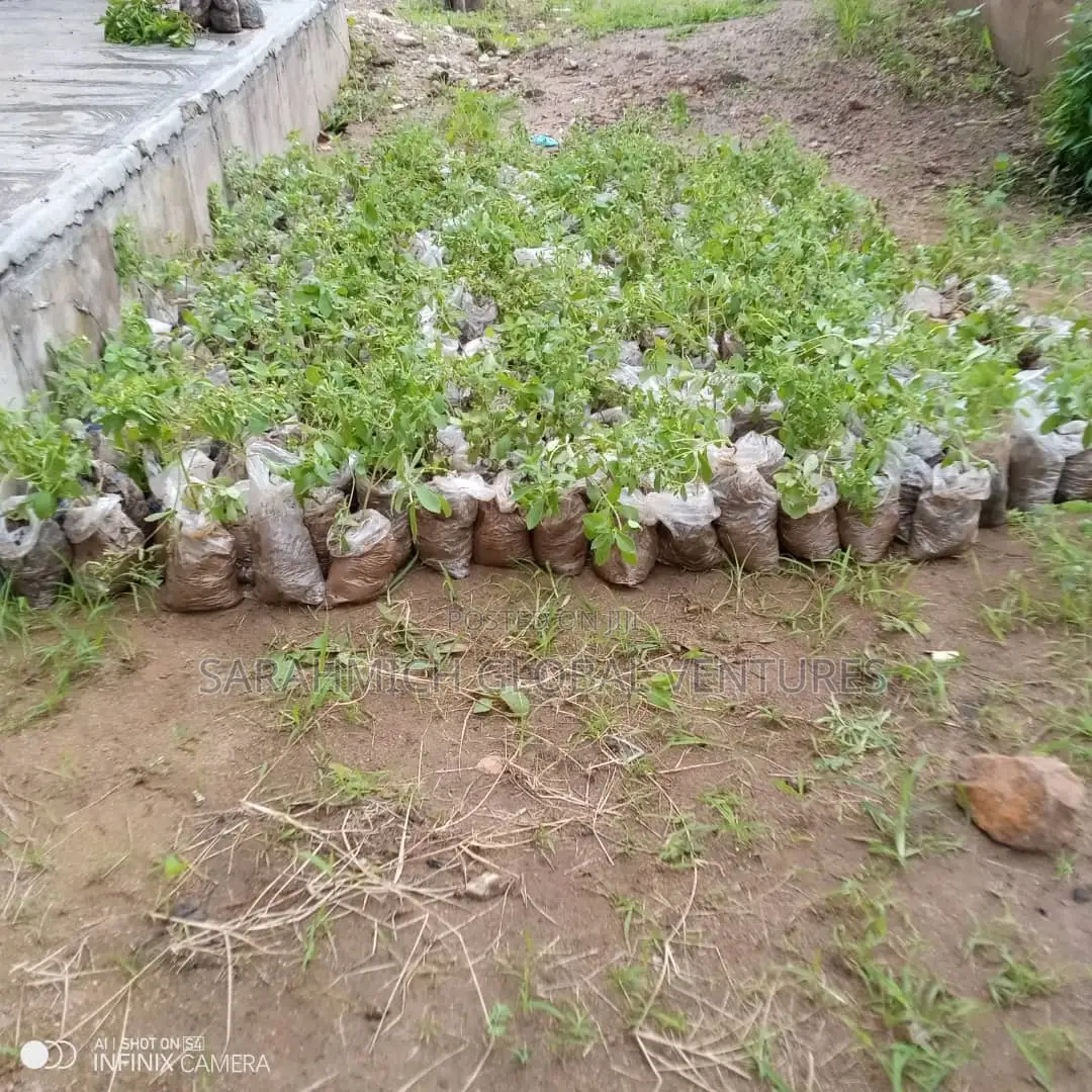Stevia Seedlings