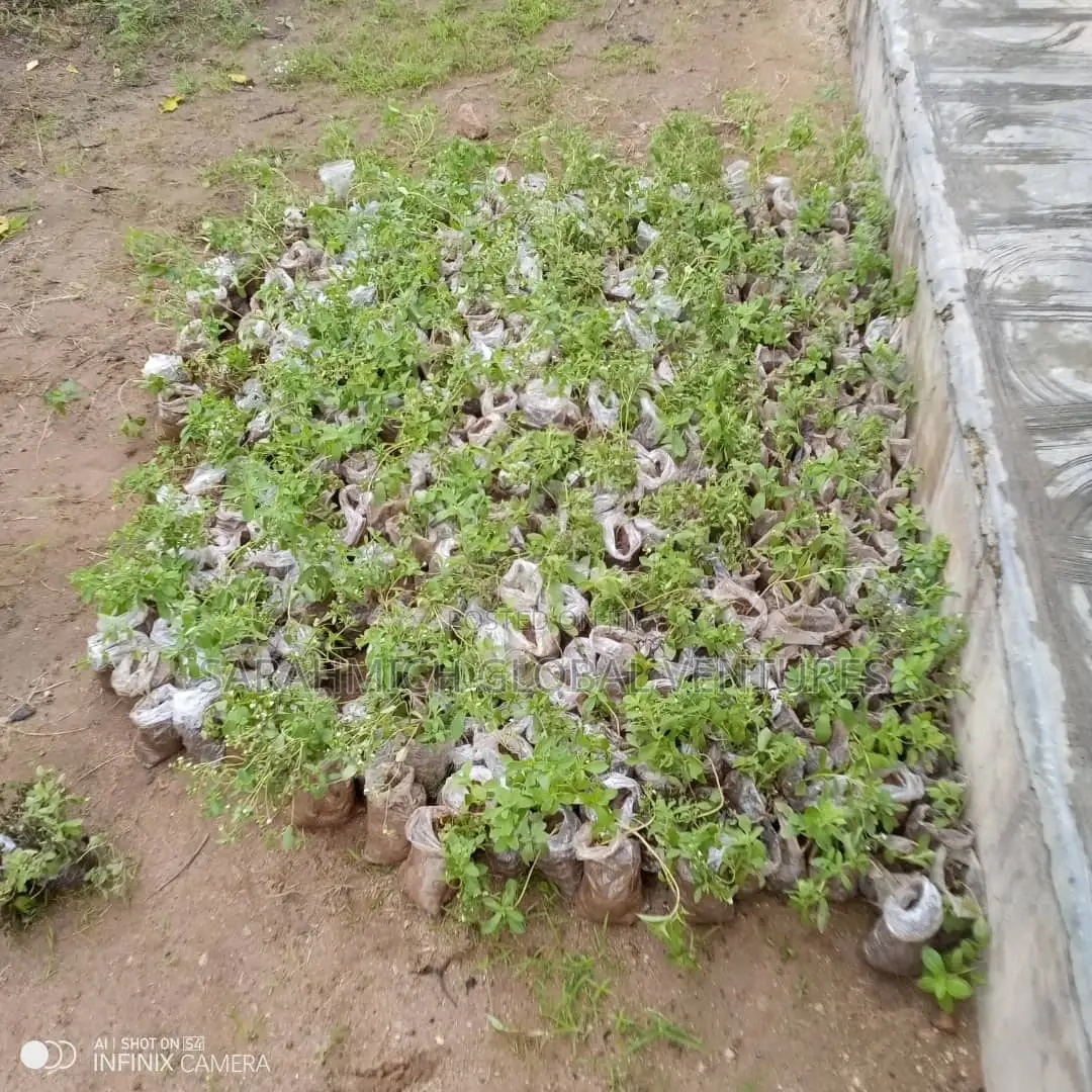 Stevia Seedlings