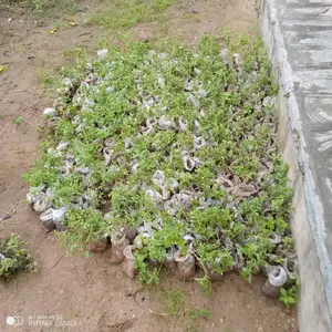 Stevia Seedlings