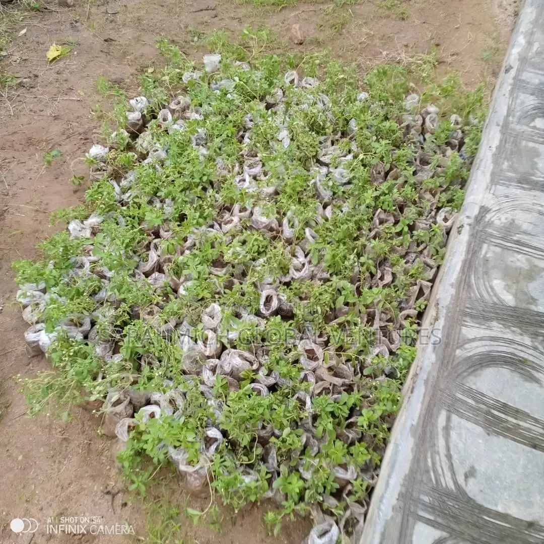 Stevia Seedlings