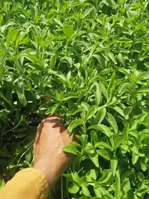 Stevia Seedlings