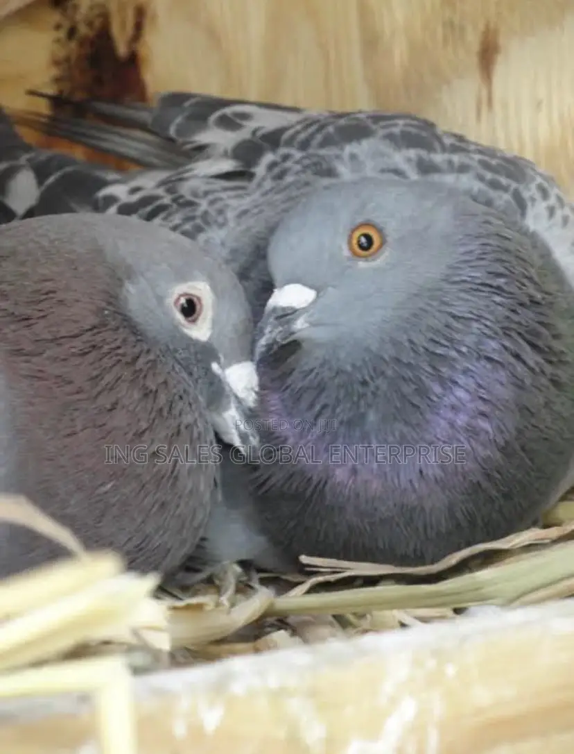 Pigeon for Sale