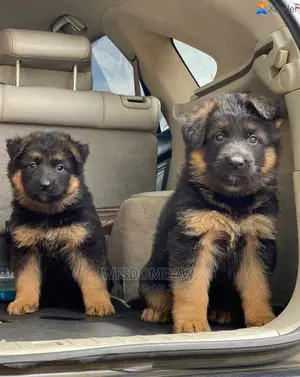 1-3 months Female Purebred German Shepherd