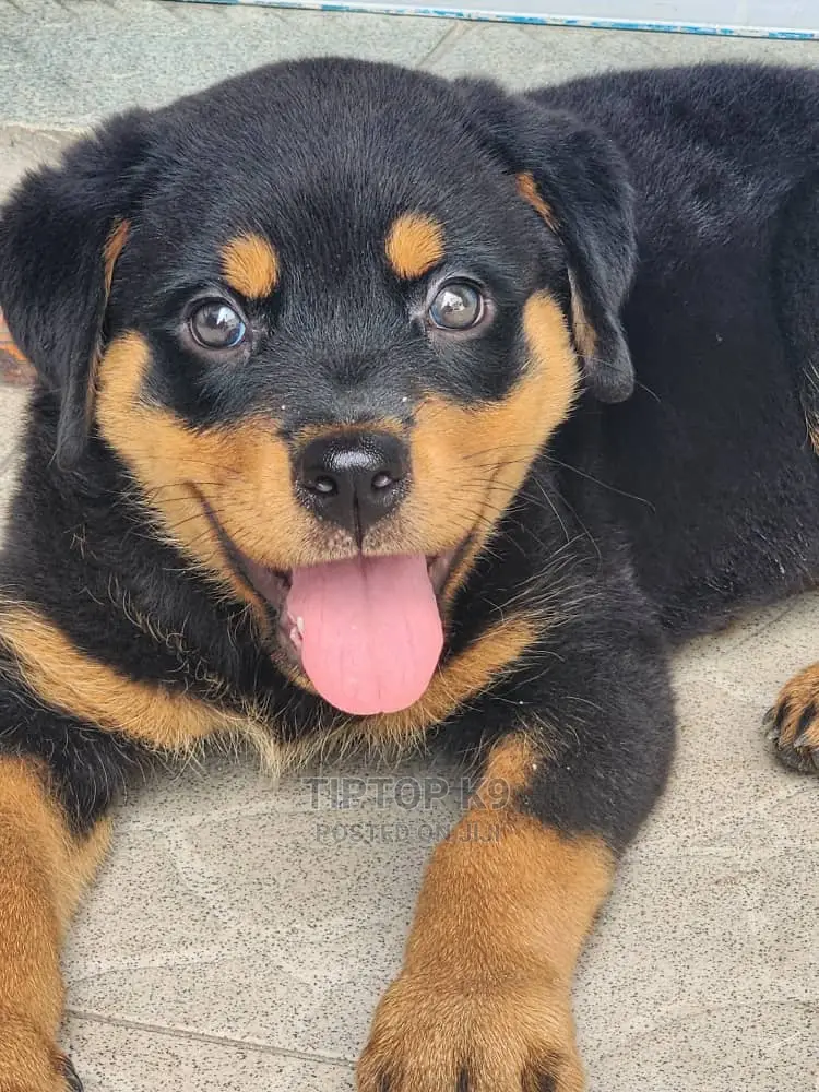 Dist Rott Stri 1-3 months Female Purebred Rottweiler in Apo District - Dogs & Puppies ...