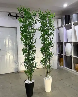 Bamboo Realistic Plant Very Tall