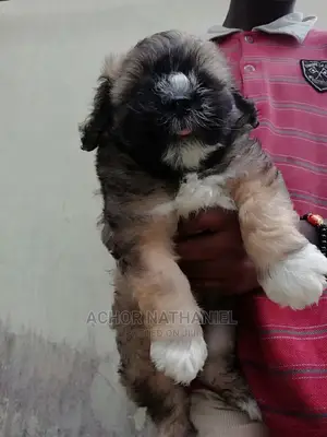 1-3 months Male Purebred Lhasa Apso