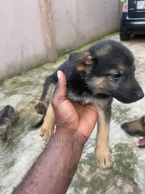 1-3 months Female Purebred German Shepherd