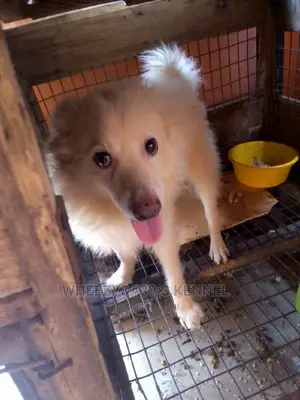 1+ year Male Purebred American Eskimo