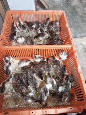 Belgium Guinea Fowl Zabi (Foreign)