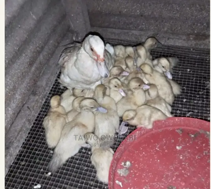 Pure White Pekin Ducklings