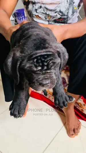 1-3 months Female Purebred Cane Corso