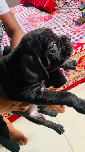 1-3 months Male Purebred Cane Corso