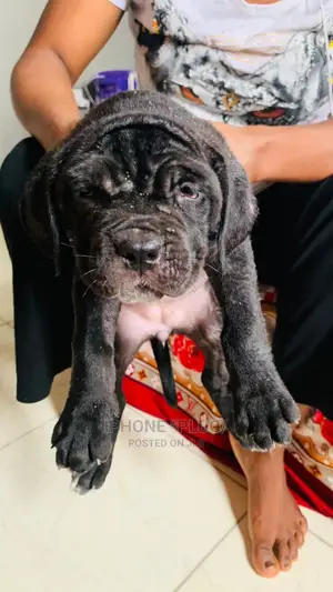 1-3 months Male Purebred Cane Corso