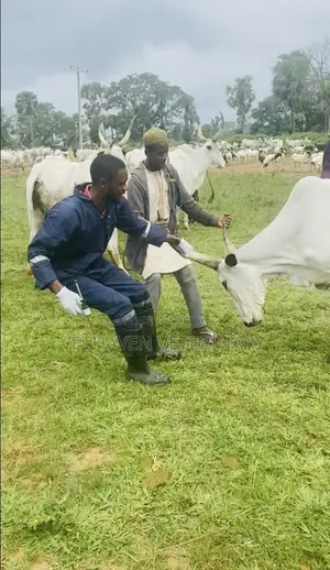 Veterinary Doctor