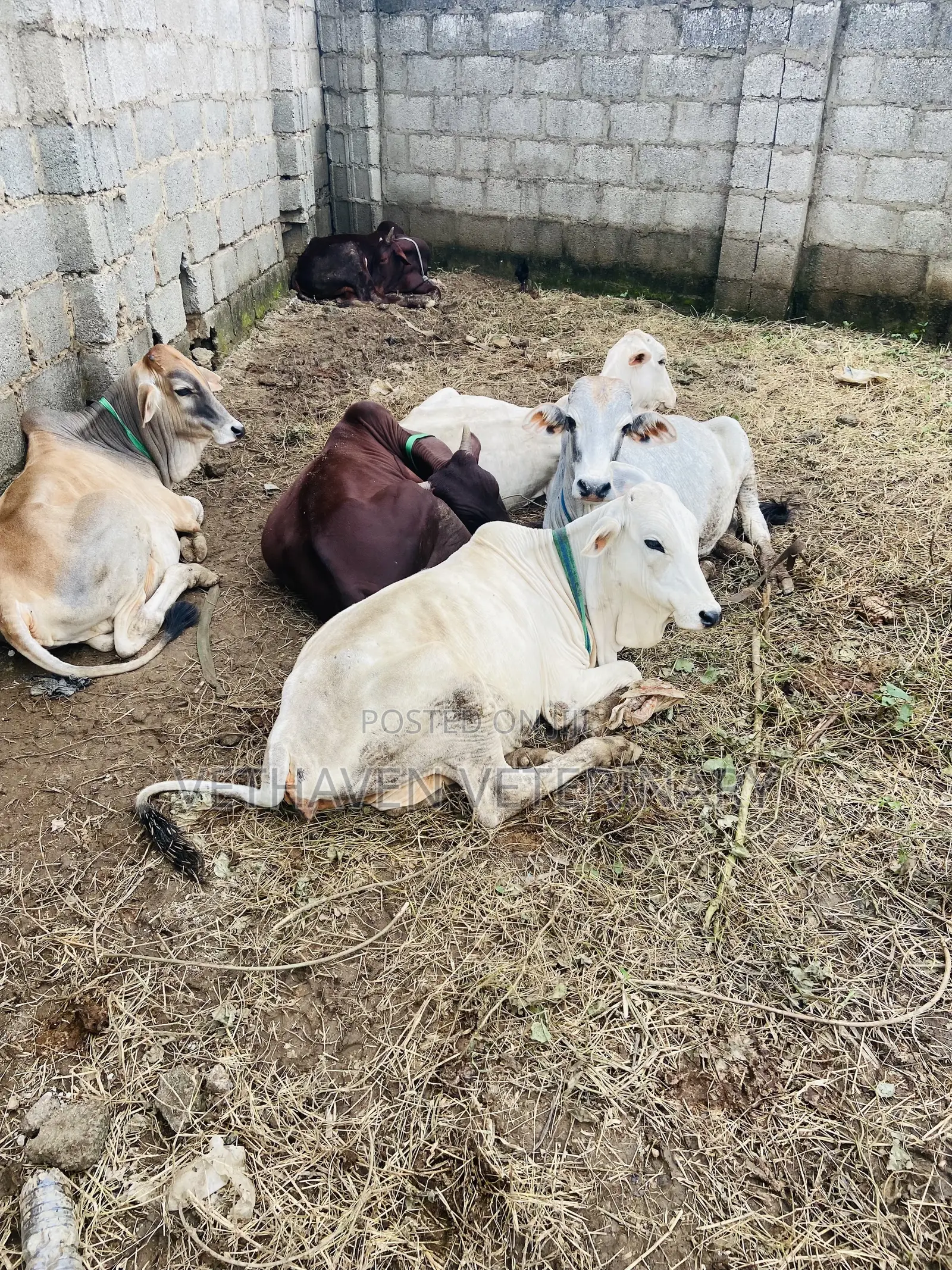 Veterinary Doctor