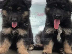 1-3 months Female Purebred German Shepherd