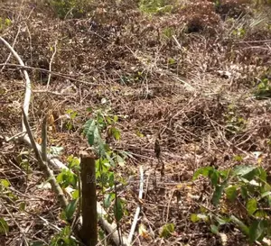 2400sqm Land on Gerrard Rd Ikoyi Lagos.