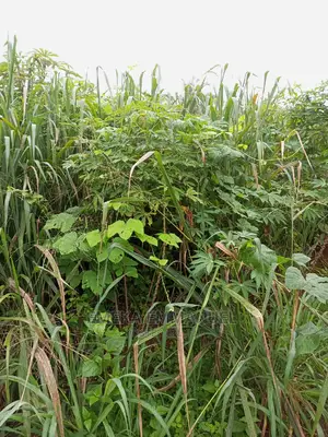 1 Plot of Land for Sale at Amawbia