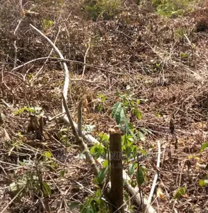 Distress Sale: 2,860sqm and 1,200sqm Empty Land on Bourdilon