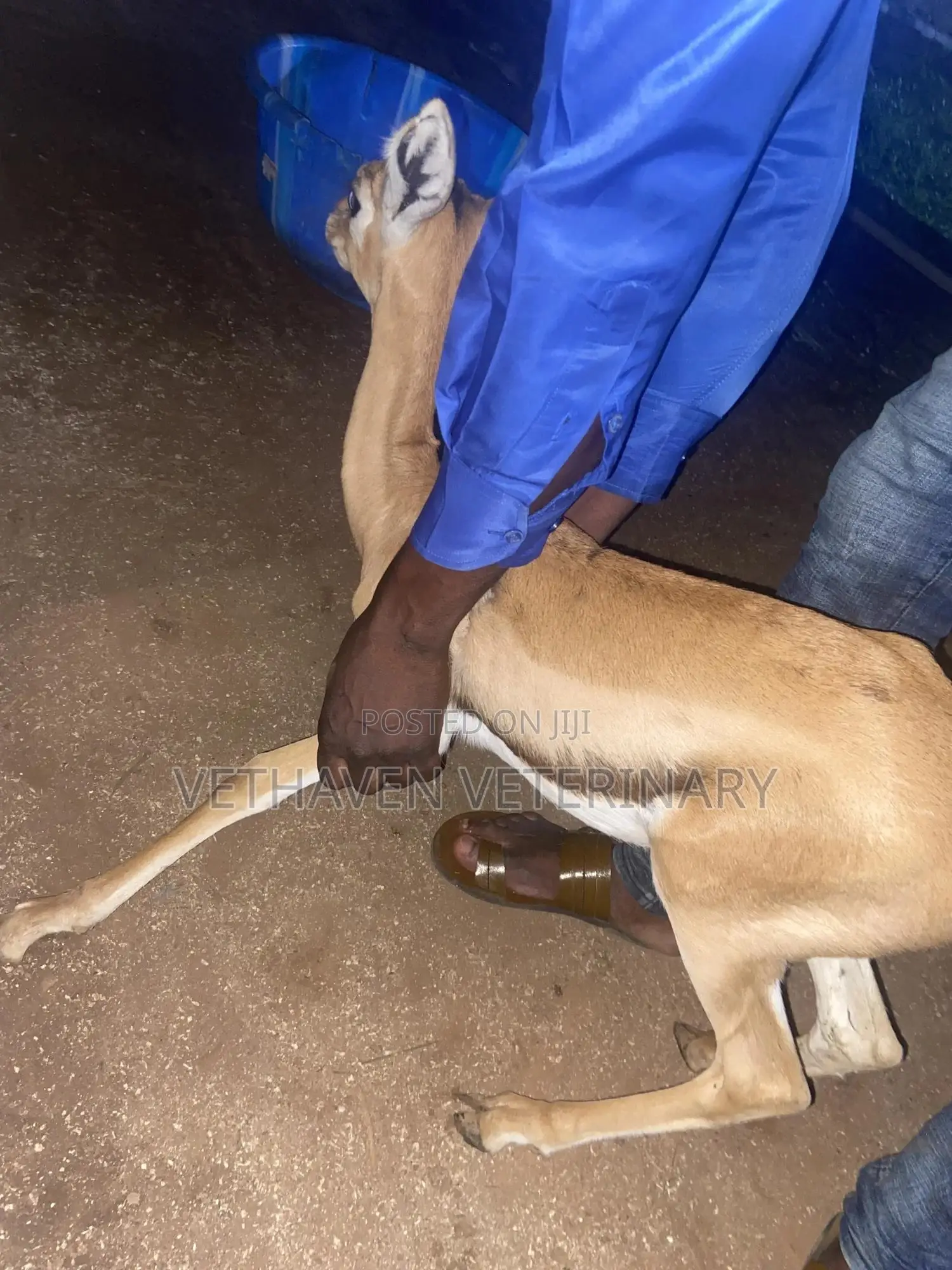 Veterinary Doctor