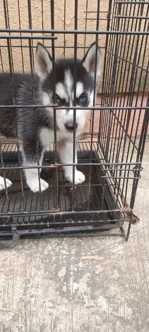 1-3 months Male Purebred Siberian Husky