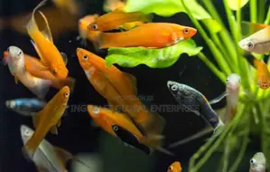 Dozen of Small Fishes for Aquariums- Discounted