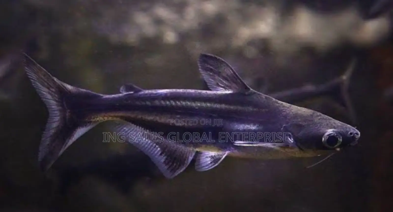 Pangasius Shark- Peaceful Aquarium Fish