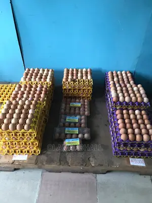 Chicken Eggs Fresh and Big
