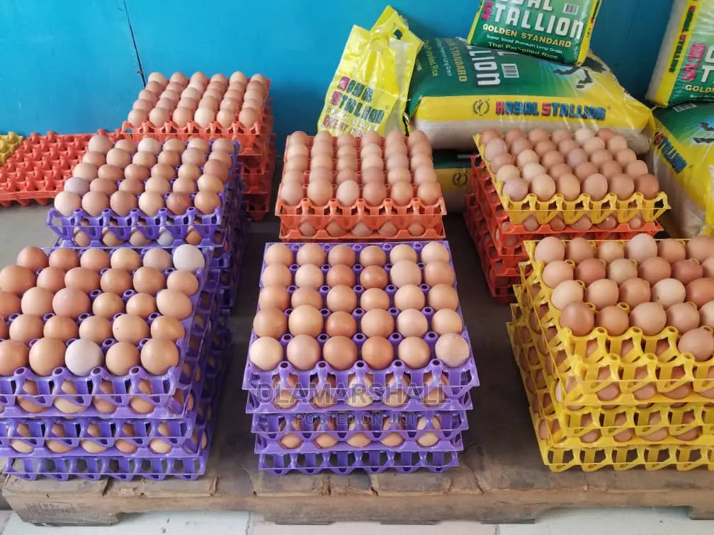 Chicken Eggs Fresh and Big